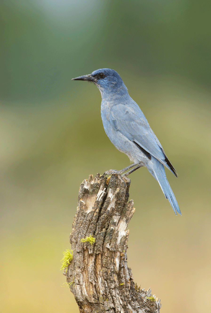 pinyon jay