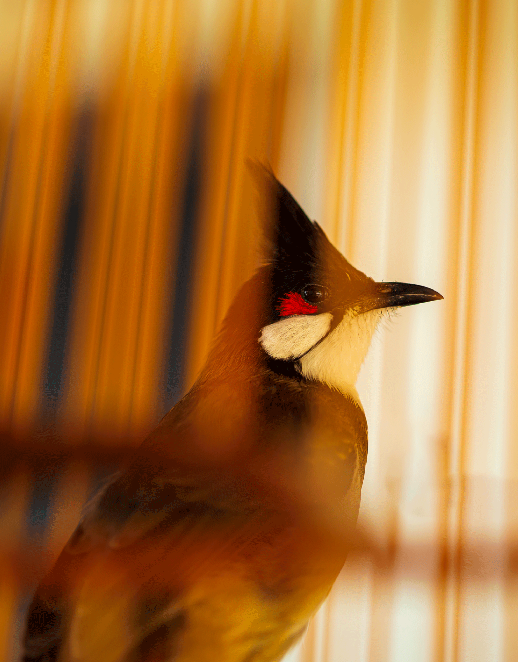 red-whiskered bulbul